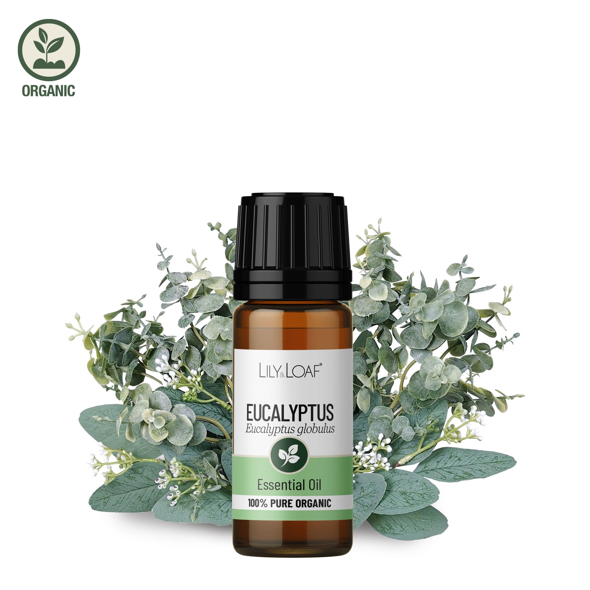 Aceite Esencial de Eucalipto