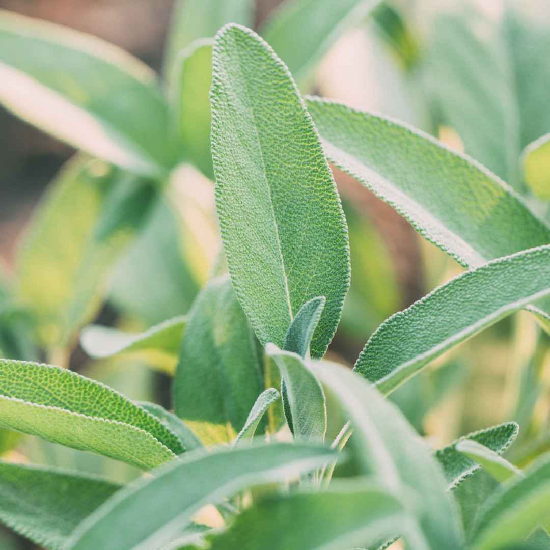 Aceite Esencial de Salvia